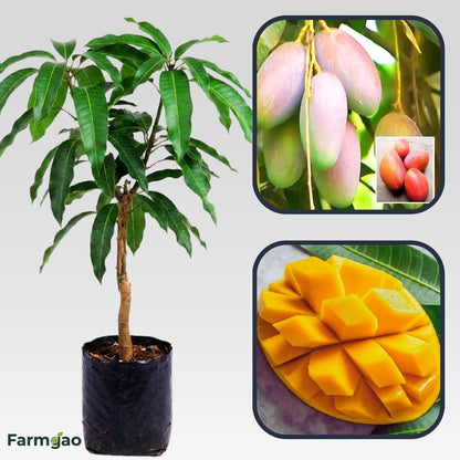Bari 13 Mango Aam Grafted Healthy Fruit Plant