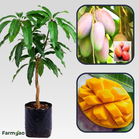 Bari 13 Mango Aam Grafted Healthy Fruit Plant