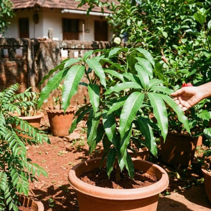 Bari 13 Mango Aam Grafted Healthy Fruit Plant