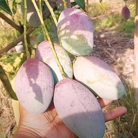 Bari 13 Mango Aam Grafted Healthy Fruit Plant