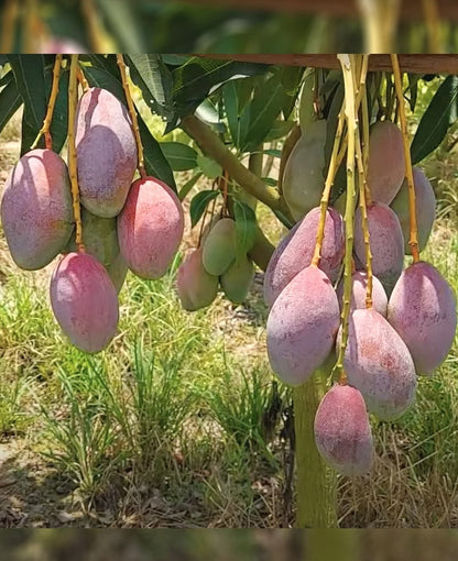 Bari 13 Mango Aam Grafted Healthy Fruit Plant