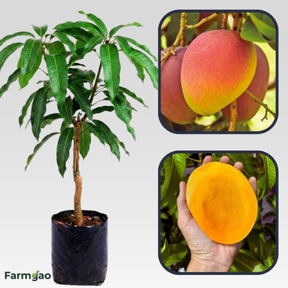Bari 4 Mango Aam Grafted Healthy Fruit Plant