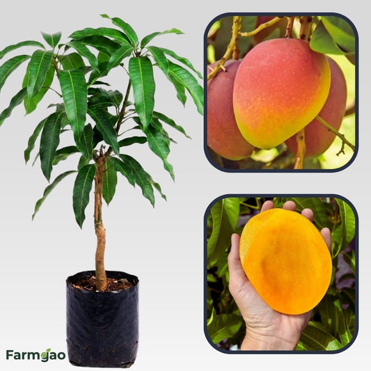 Bari 4 Mango Aam Grafted Healthy Fruit Plant