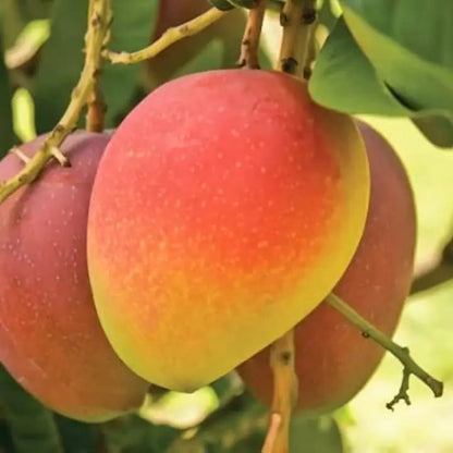 Bari 4 Mango Aam Grafted Healthy Fruit Plant