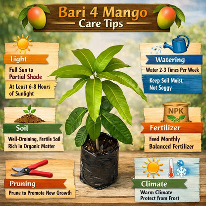 Bari 4 Mango Aam Grafted Healthy Fruit Plant