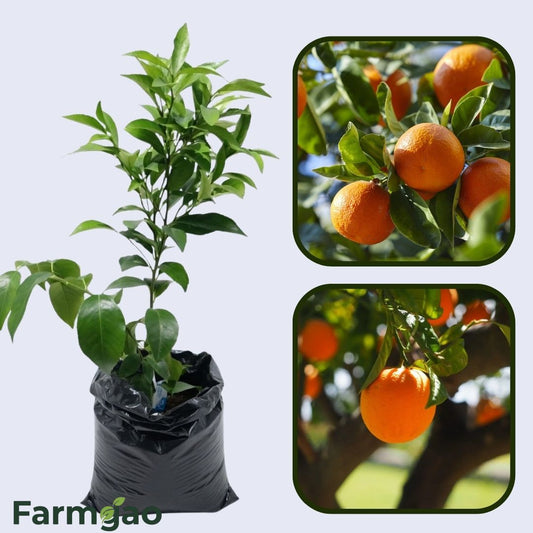 Barnfield Navel Orange Grafted Healthy Fruit Plant