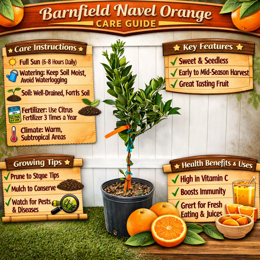 Barnfield Navel Orange Grafted Healthy Fruit Plant