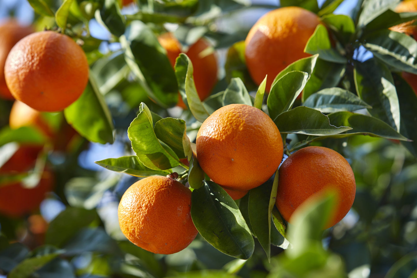 Barnfield Navel Orange Grafted Healthy Fruit Plant