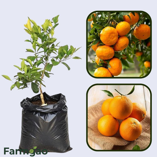 Basol Clementine Orange Grafted Healthy Fruit Plant