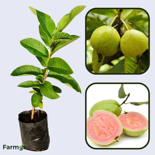 Batam Pink Guava Air Layered Healthy Fruit Plant