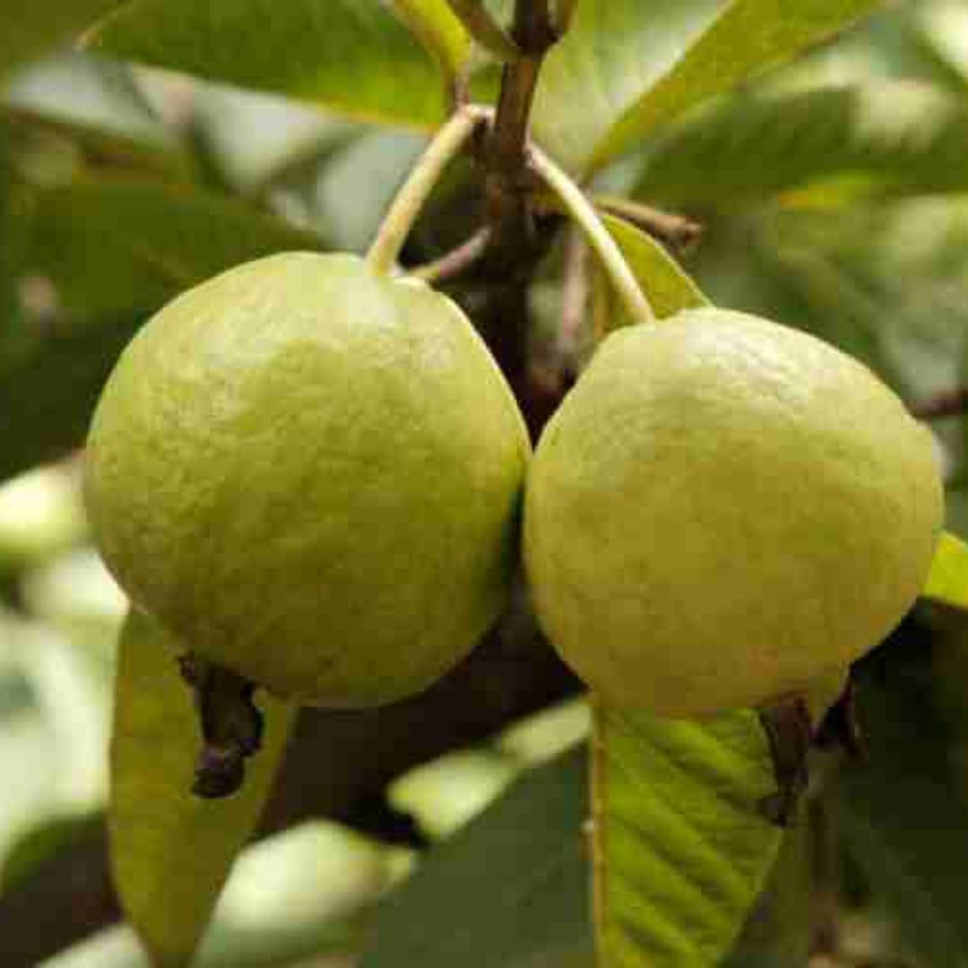 Batam Pink Guava Air Layered Healthy Fruit Plant