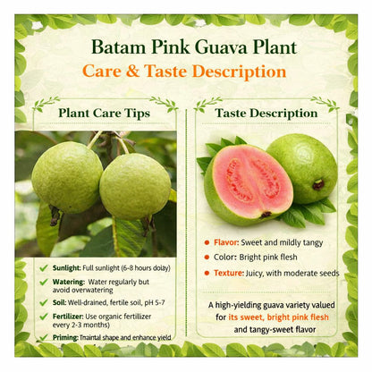 Batam Pink Guava Air Layered Healthy Fruit Plant