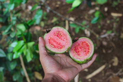Batam Pink Guava Air Layered Healthy Fruit Plant
