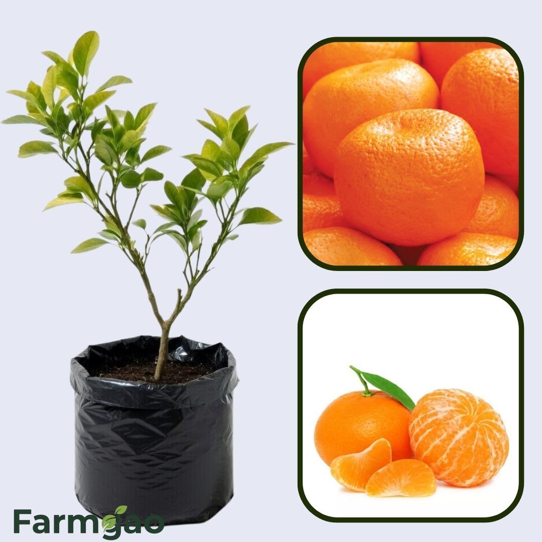 Batangas Mandarin Orange Grafted Healthy Fruit Plant