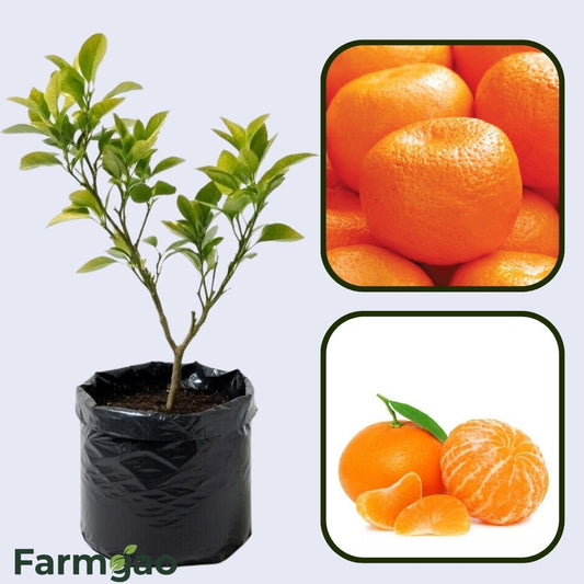 Batangas Mandarin Orange Grafted Healthy Fruit Plant