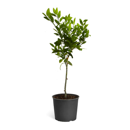 Batangas Mandarin Orange Grafted Healthy Fruit Plant