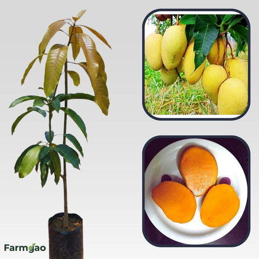 Bathua Mango Aam Grafted Healthy Fruit Plant
