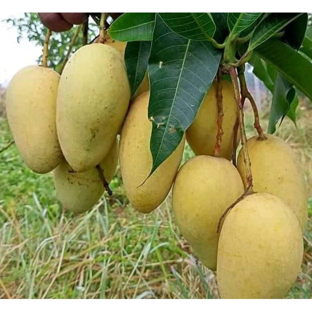 Bathua Mango Aam Grafted Healthy Fruit Plant