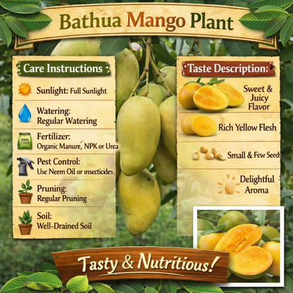 Bathua Mango Aam Grafted Healthy Fruit Plant