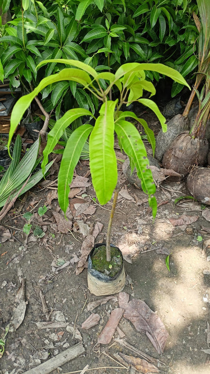 Bathua Mango Aam Grafted Healthy Fruit Plant