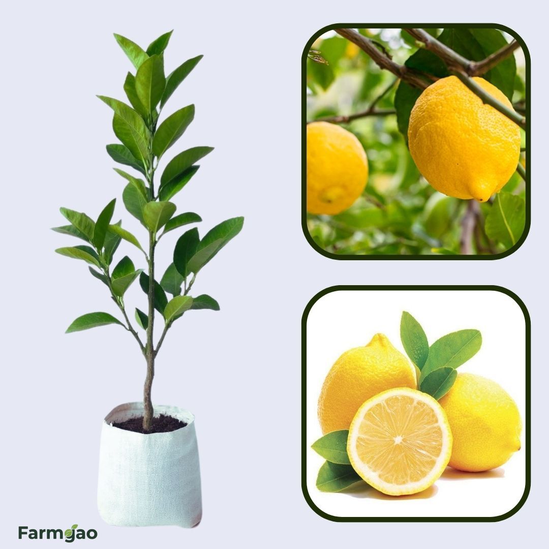 Bearss Lemon Plant Live Nimbu Tree Kagzi Lemon Citrus Limon Fruit Plant