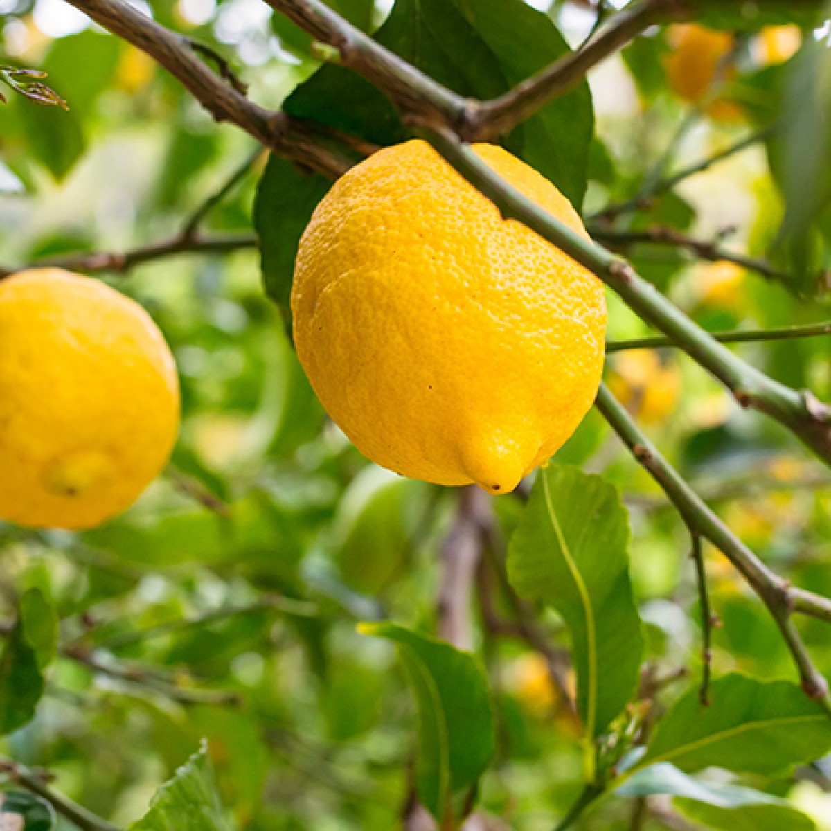 Bearss Lemon Plant Live Nimbu Tree Kagzi Lemon Citrus Limon Fruit Plant