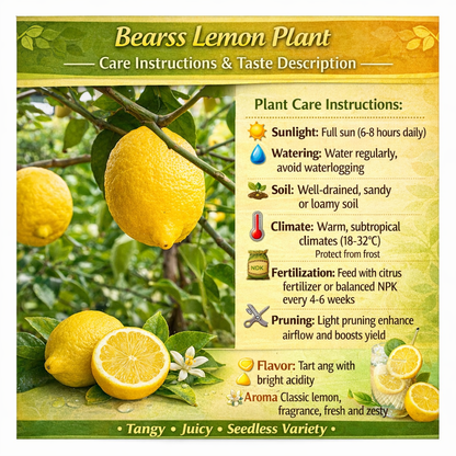 Bearss Lemon Plant Live Nimbu Tree Kagzi Lemon Citrus Limon Fruit Plant
