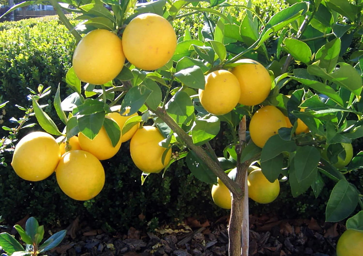 Bearss Lemon Plant Live Nimbu Tree Kagzi Lemon Citrus Limon Fruit Plant