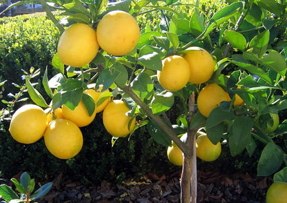 Bearss Lemon Plant Live Nimbu Tree Kagzi Lemon Citrus Limon Fruit Plant