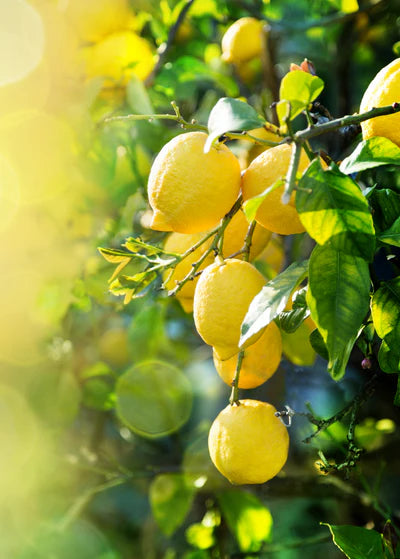 Bearss Lemon Plant Live Nimbu Tree Kagzi Lemon Citrus Limon Fruit Plant