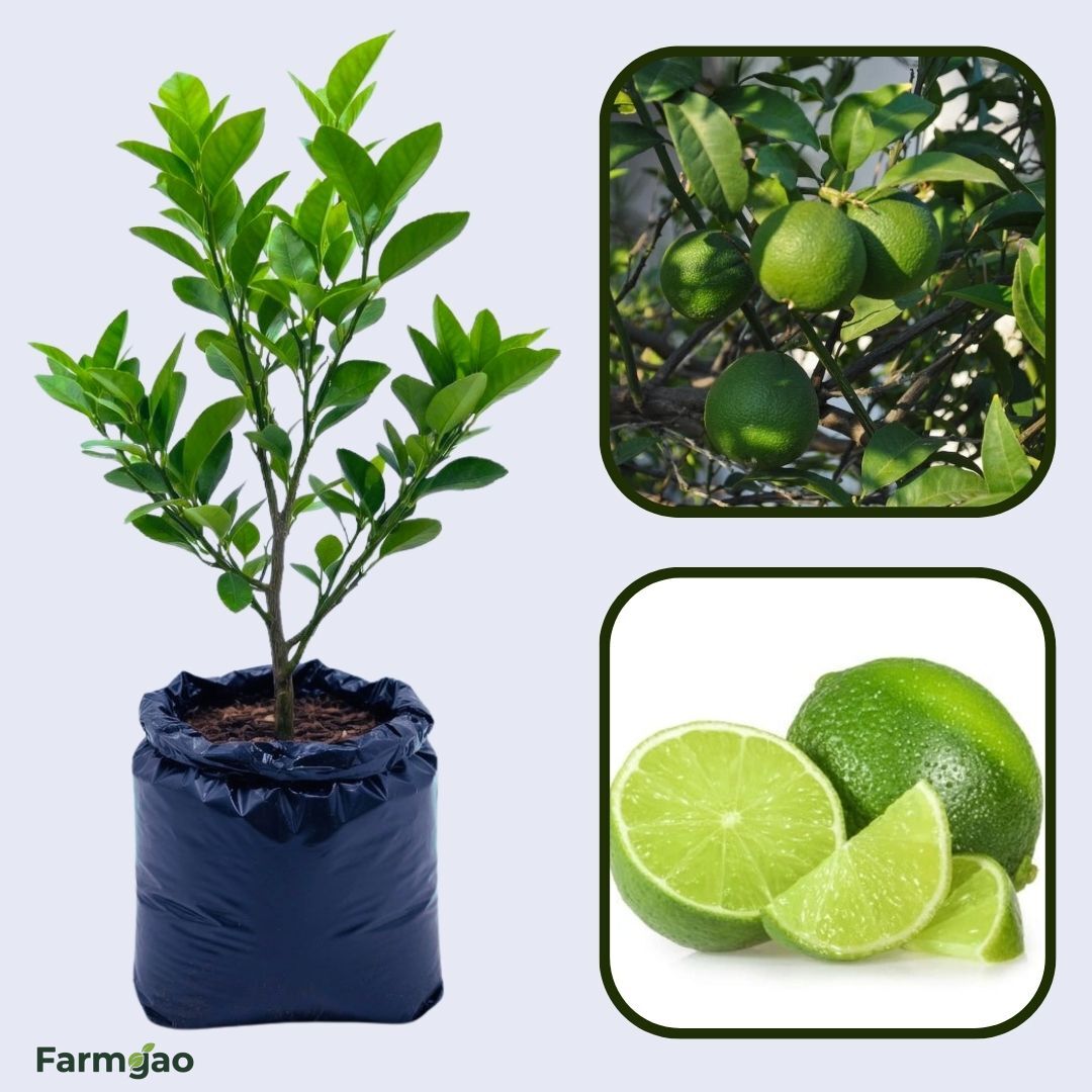 Bearss Lime Plant Live Nimbu Tree Kagzi Lemon Citrus Limon Fruit Plant