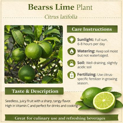 Bearss Lime Plant Live Nimbu Tree Kagzi Lemon Citrus Limon Fruit Plant