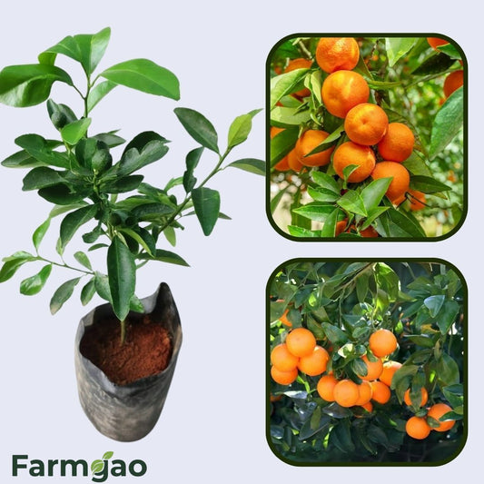Beatriz Clementine Orange Grafted Healthy Fruit Plant