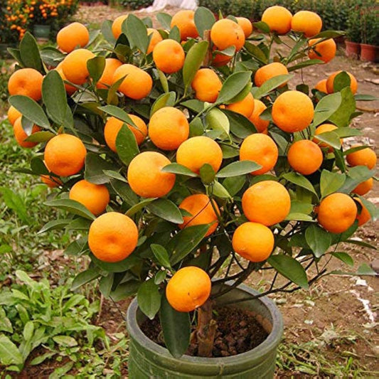 Beatriz Clementine Orange Grafted Healthy Fruit Plant