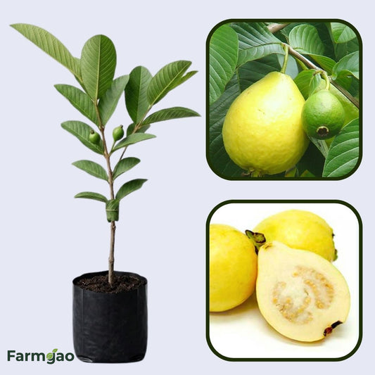 Beaumont Guava Air Layered Healthy Fruit Plant