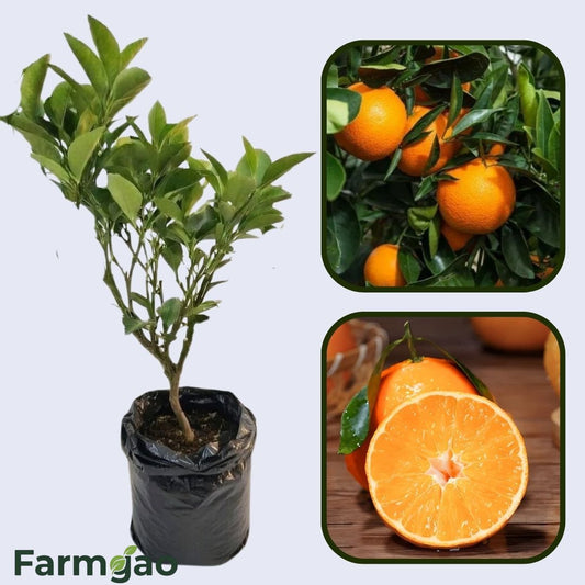 Beauty Mandarin Orange Grafted Healthy Fruit Plant