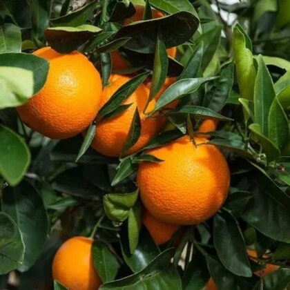 Beauty Mandarin Orange Grafted Healthy Fruit Plant