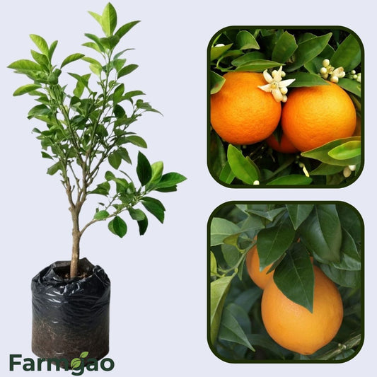 Beck Early Navel Orange Grafted Healthy Fruit Plant&nbsp;
