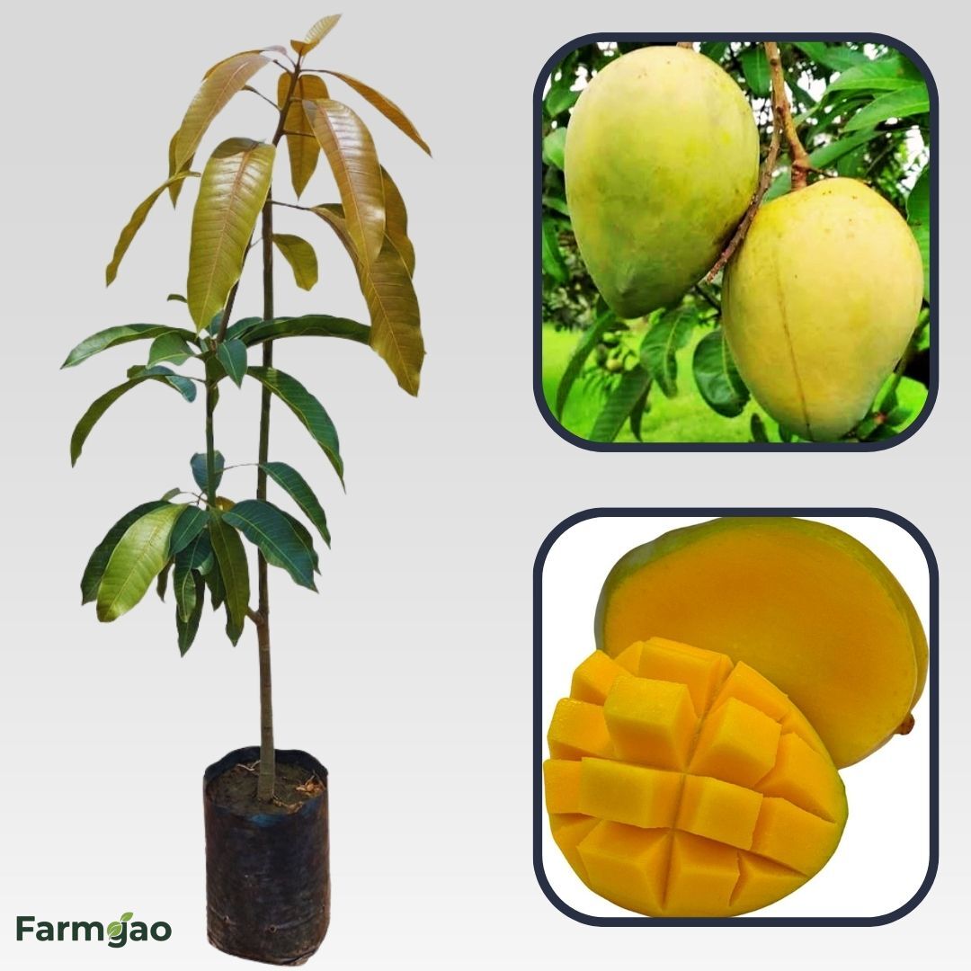 Becky Mango Aam Grafted Healthy Fruit Plant