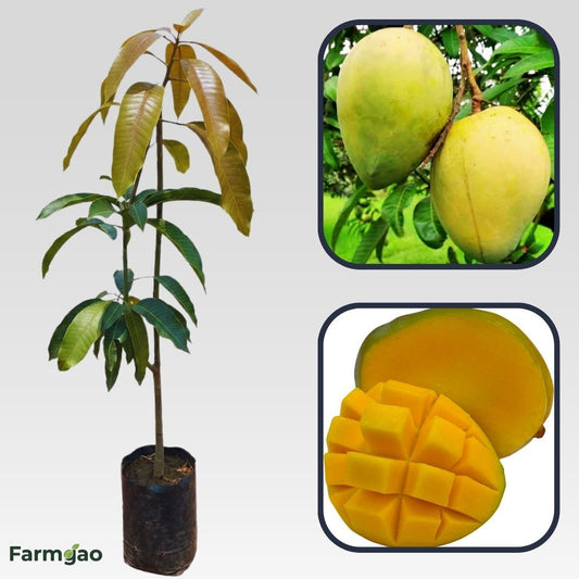 Becky Mango Aam Grafted Healthy Fruit Plant