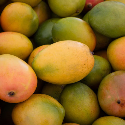 Becky Mango Aam Grafted Healthy Fruit Plant
