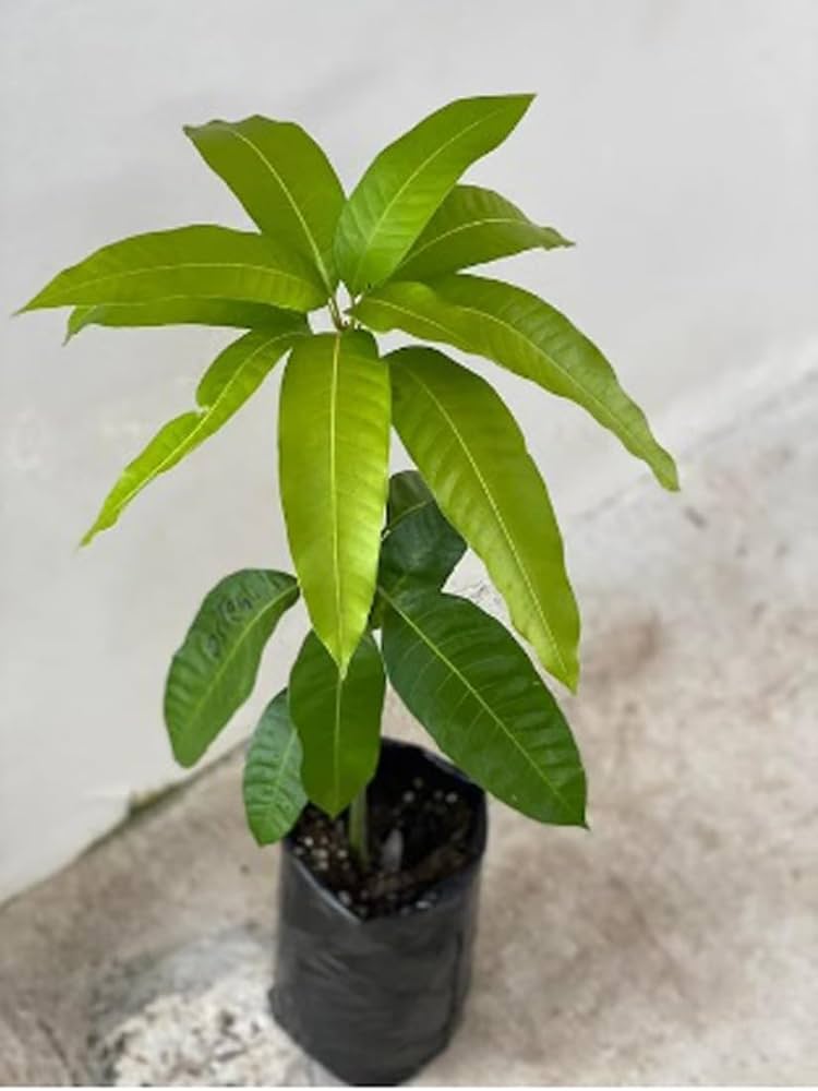 Becky Mango Aam Grafted Healthy Fruit Plant
