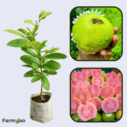 Belize Pink Guava Air Layered Healthy Fruit Plant