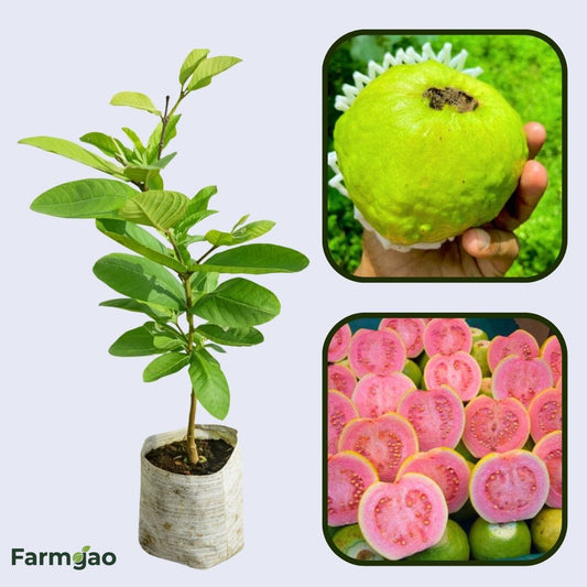 Belize Pink Guava Air Layered Healthy Fruit Plant