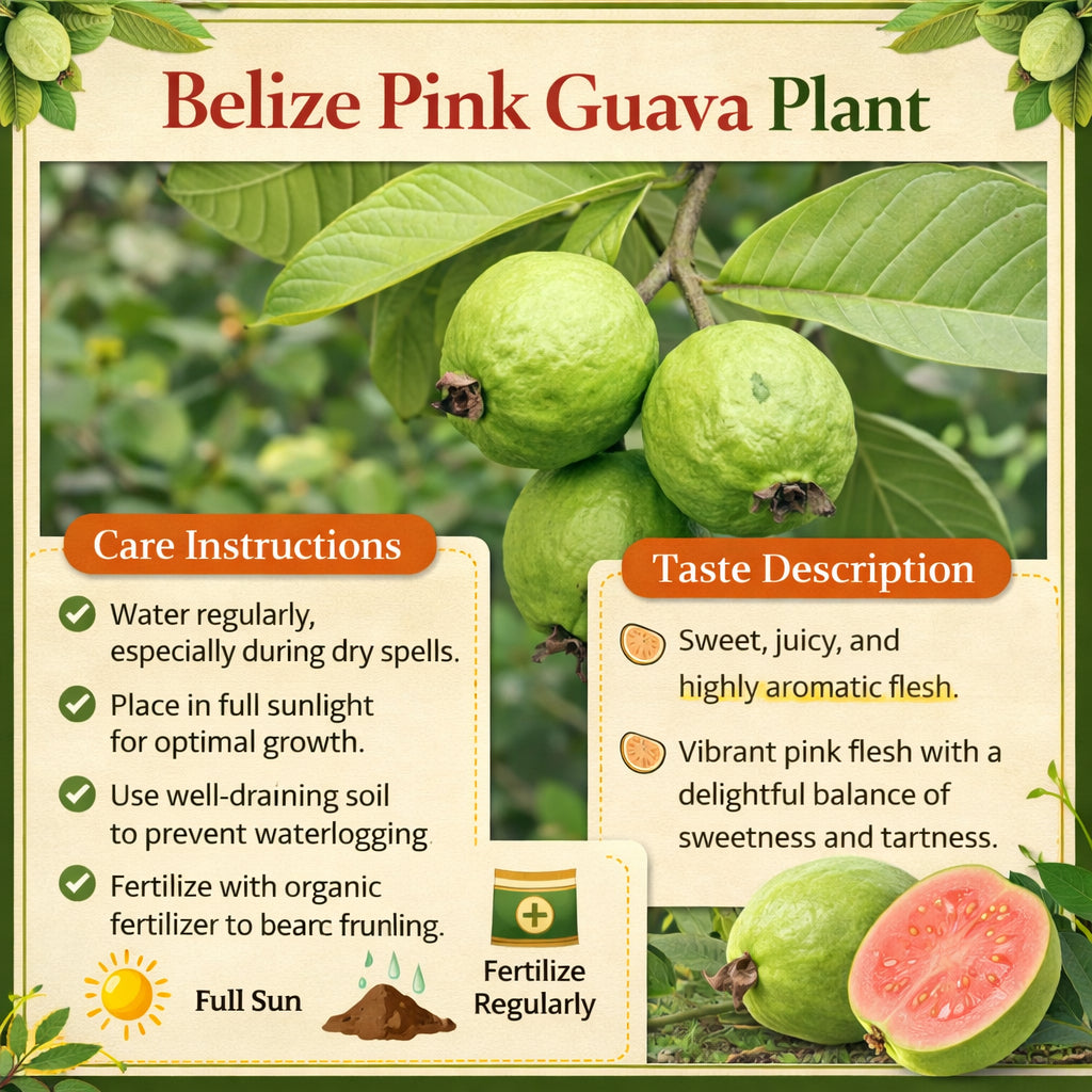 Belize Pink Guava Air Layered Healthy Fruit Plant
