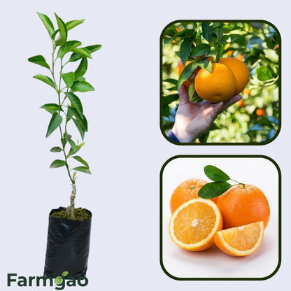 Belladonna Orange Grafted Healthy Fruit Plant