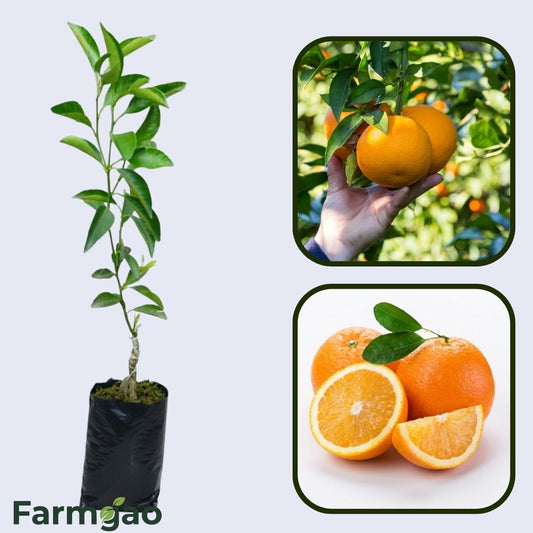 Belladonna Orange Grafted Healthy Fruit Plant