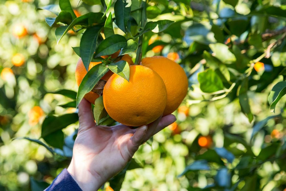 Belladonna Orange Grafted Healthy Fruit Plant