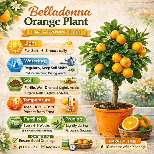Belladonna Orange Grafted Healthy Fruit Plant