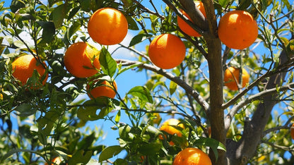 Belladonna Orange Grafted Healthy Fruit Plant